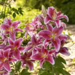 Bulbes à fleurs à planter au printemps - Lis Orientale Star Gazer (x2) - face recto